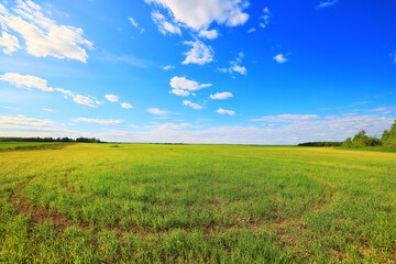Fototapeta na wymiar green grass fresh shoots wheat, green grass field summer background