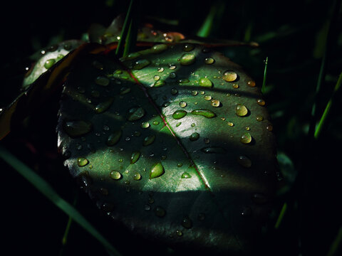 Water drops on leaf after raing
