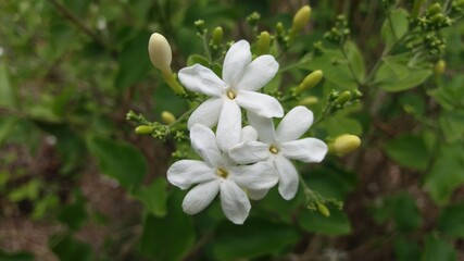 white flowers and green leaves in the garden