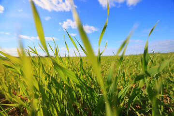 green grass fresh shoots wheat, green grass field summer background