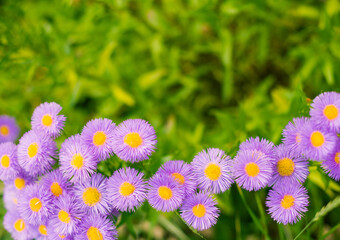 Obraz premium multicolor flowers at summer garden ground