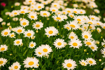 Fototapeta premium multicolor flowers at summer garden ground