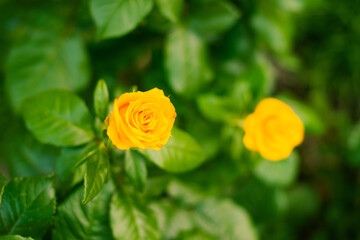 multicolor flowers at summer garden ground
