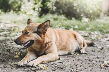 A large red mongrel dog lies on the grass in the garden. The female dog is resting after a walk.