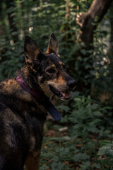 A shepherd in a forest portrait
