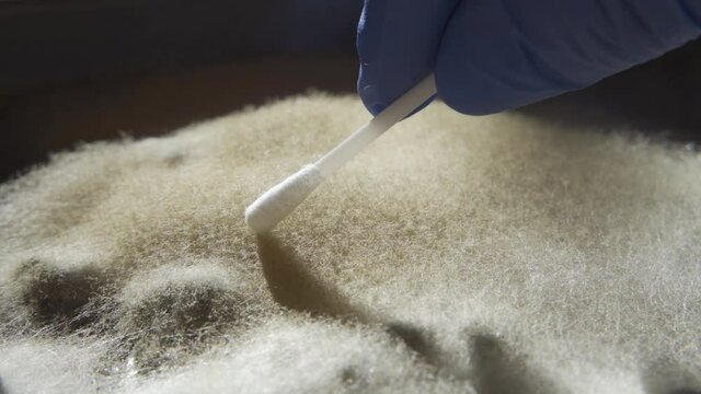 A scientist in blue medical gloves takes mold with a cotton swab for an experiment. Slow motion, close-up, HD.