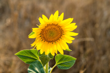 An isolated sunflower in a wheat field