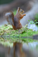 Obraz premium Red squirrel (Sciurus vulgaris)