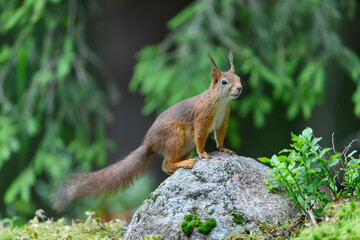 Fototapeta premium Red squirrel (Sciurus vulgaris)