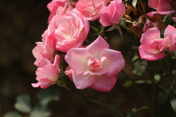 A group of blooming pink roses with dark soft focus background