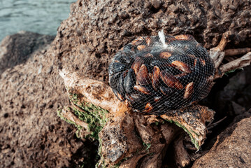 Mussel and oyster farm. nylon net with black mussels.