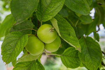 Apple tree branch with green apples.