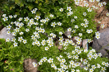 A variety of beautiful summer flowers.