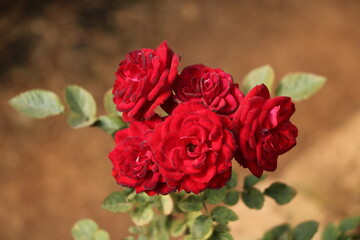 A group of blooming red roses with soft focus background
