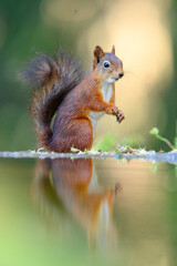 Red squirrel (Sciurus vulgaris)