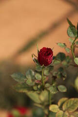 A single budding red rose with blur background