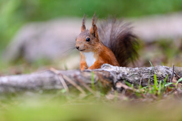 Fototapeta premium Red squirrel (Sciurus vulgaris)