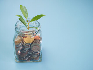 Plant growing in savings coins on blue background for business, growth, economic concept . 
