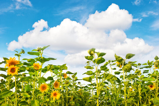 Sunflowers cloudy blue sky. Nature landscape background