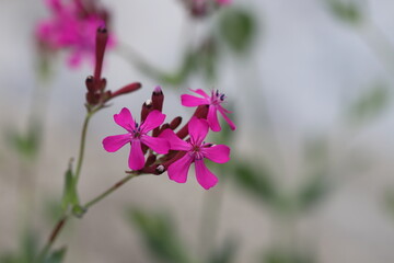 春の庭に咲くムシトリナデシコのピンク色の花
