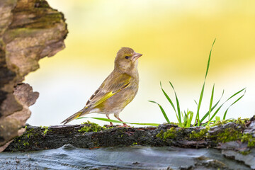 Greenfinch - Chloris Chloris - in breeding plumage