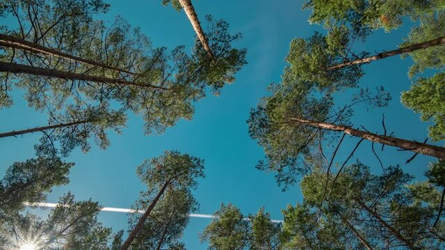 Looking up from the forest floor. Light white clouds float in the bright blue sky. Pine trees stretch up as if to reach the sky, crowns swaying in the wind, upper branches entangled.