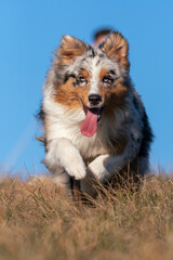blue merle Australian shepherd puppy dog runs on the meadow of the Praglia in Liguria in Italy