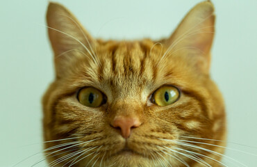 the muzzle of a red cat from below, in a partial blur on a light background