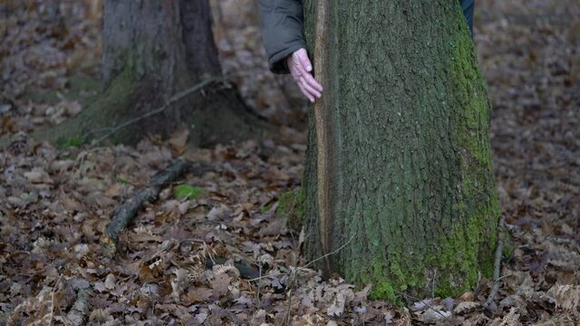Natural Vertical sign on tree bark - (4K)