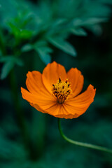 草木の中のキバナコスモスのアップ　背景　壁紙