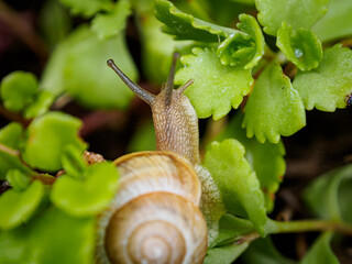 insect 
macro
nature
green
snail
