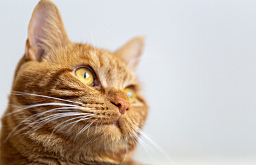 the muzzle of a red cat from below, in a partial blur on a light background