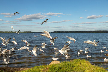 Feeding birds. Gulls and ducks on Lake Valdai. Novgorod region. Russia.