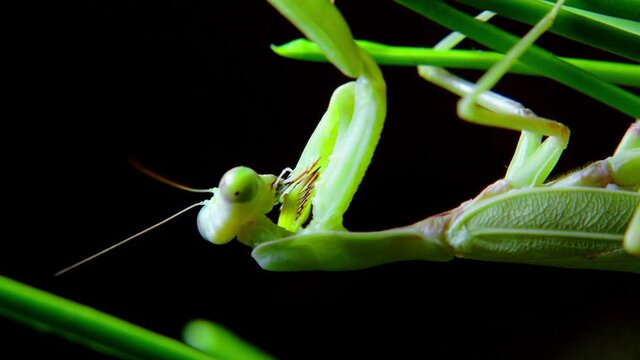 A female praying mantis during a night hunt, a soft close-up shot of a Vietnamese praying mantis hanging from a stalk of green grass preparing to attack its prey.