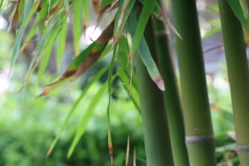 Close up of green bamboo leaves with its shadow and sunlight	
