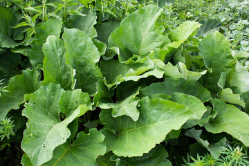Burdock is green. Huge leaves close up. Medicinal herbs. Place for your text. The background.