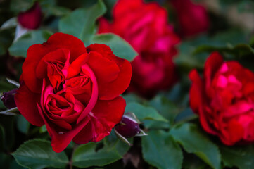 Large red flowers on a green background. 