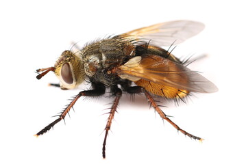 Yellow-bellied fly, Tachina praeceps isolated on white background, side view and macro