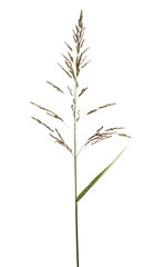 Fresh cane flowers, reed seeds and grass isolated on white background, clipping path