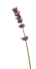 Lavender flower isolated on white background, clipping path