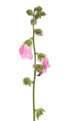 Pink field flowers with stem isolated on white background, clipping path