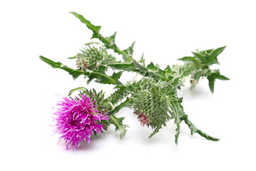 Pink burdock flowers with stem and leaves isolated on white background
