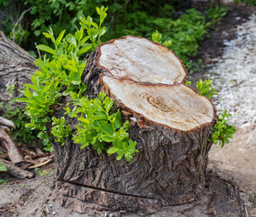 Stump of old willow with young shoots