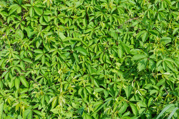 Background of maiden grapes with green leaves and young shoots