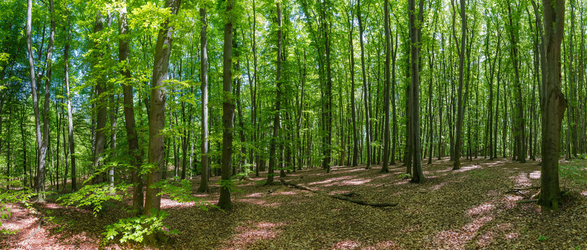 Panorama of the beech forest in springtime