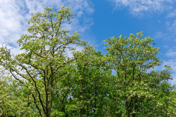 Tops of flowering old locust trees in park against sky