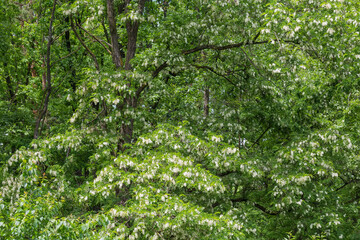 Fragment of flowering old locust trees crown in park