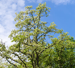 Top of flowering old locust tree in park against sky