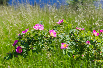 Flowering dog rose branch among the tall grass close-up