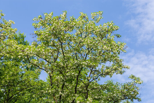 Top of flowering old locust tree in park against sky